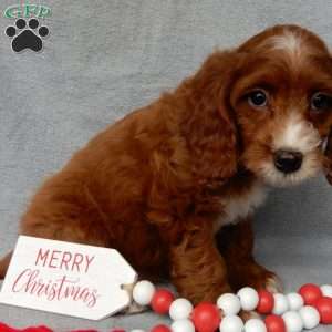 Scout, Cavapoo Puppy